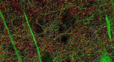 http://www.popsci.com/science/article/2010-11/video-3-d-brain-image-highlights-neuronal-circuits-highest-resolution-ever