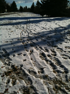 Winter footprints 1