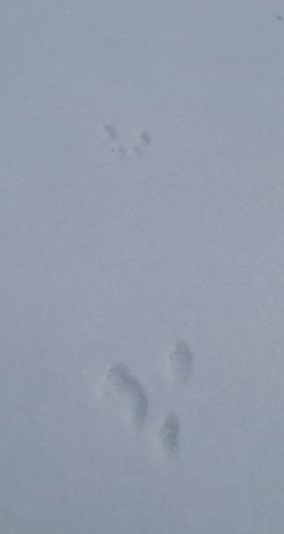 tiny animal footprints