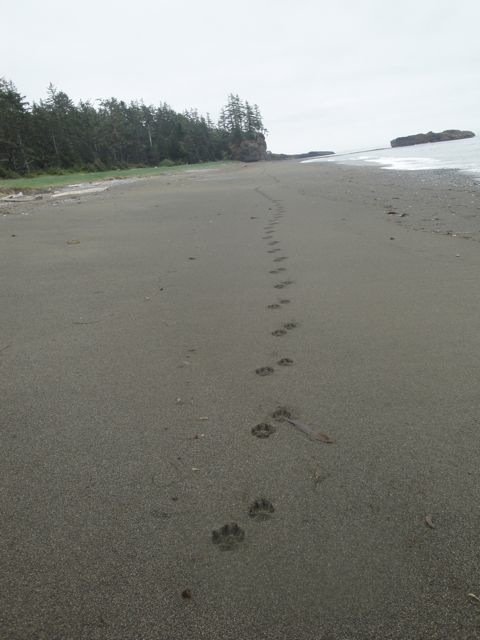 Bear tracks on beach